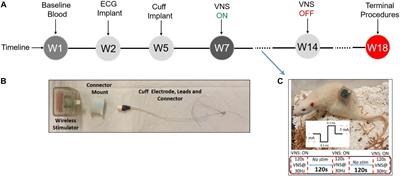 Sex Differences in Vagus Nerve Stimulation Effects on Rat Cardiovascular and Immune Systems